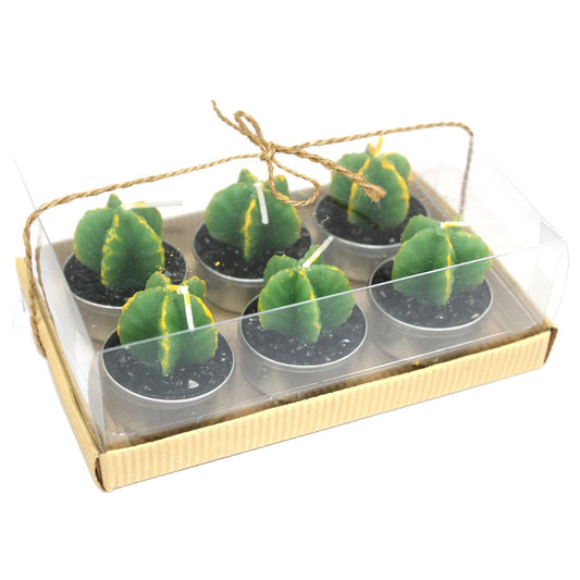 Lot de 6 Bougies Cactus sans Épines