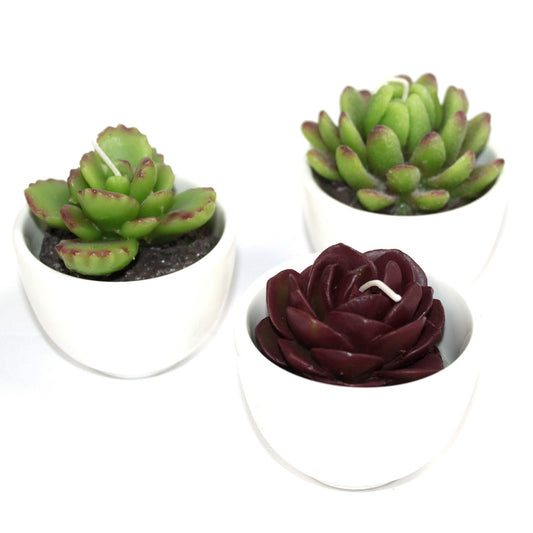 Bougie Cactus dans Large Pot